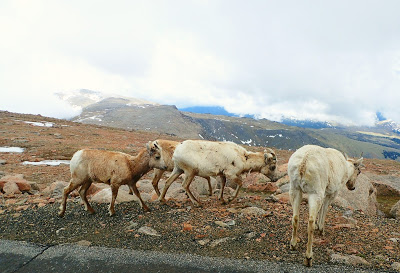 mt-evans-mountain-goats