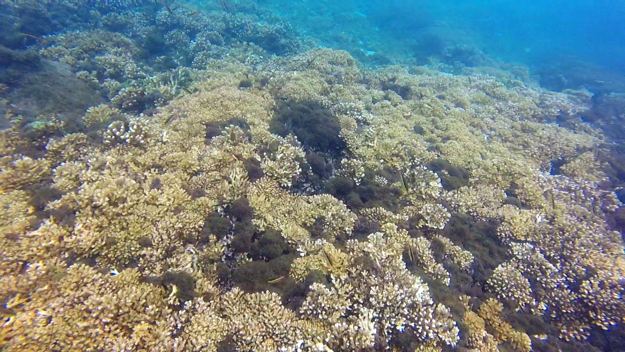 Snorkeling Granito de Oro Island-Panama - Obligatory Traveler