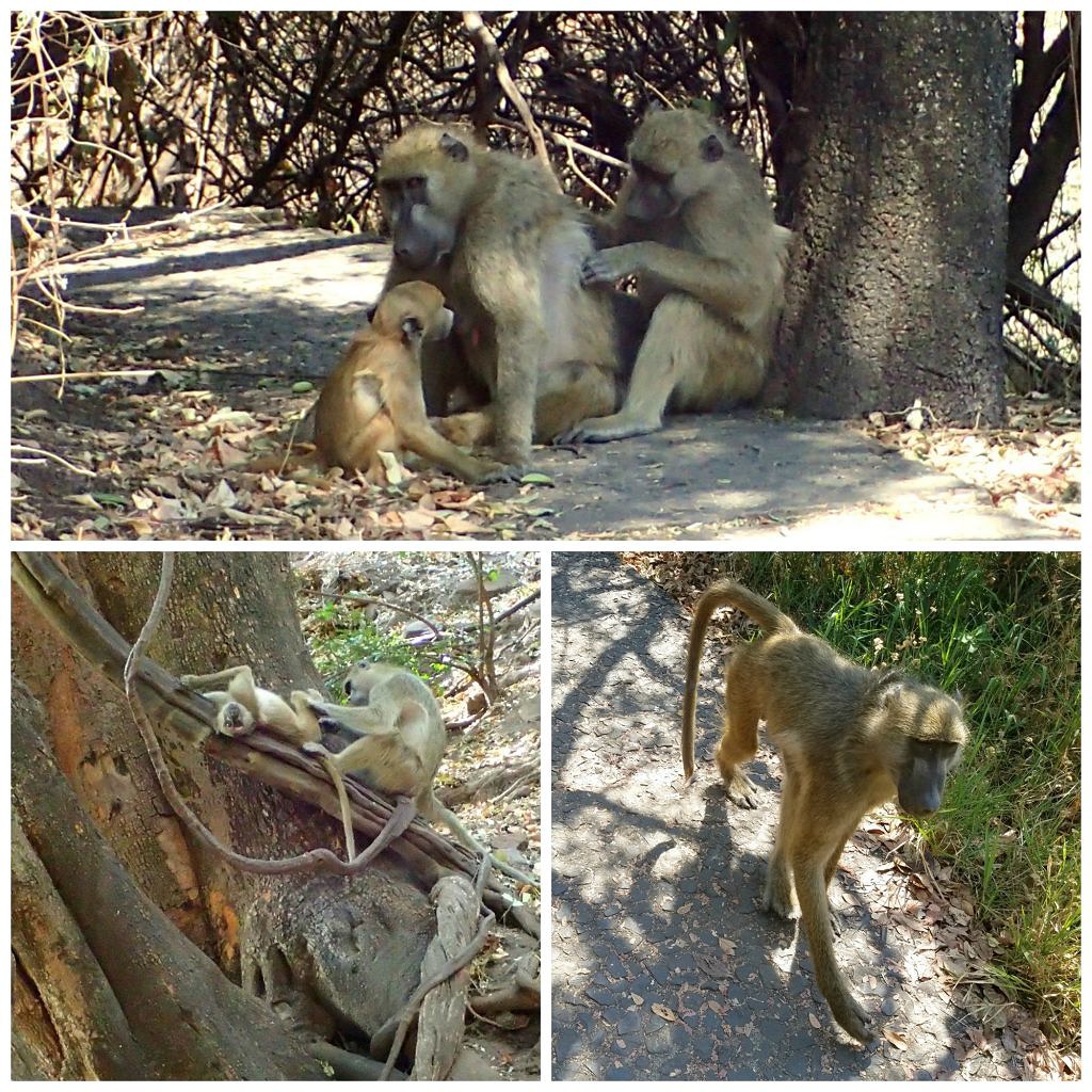 victoria falls-zambia side-baboons