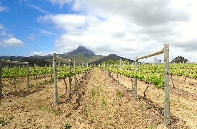 Wine Flies-Wine Tour-Part 1-Cape Town