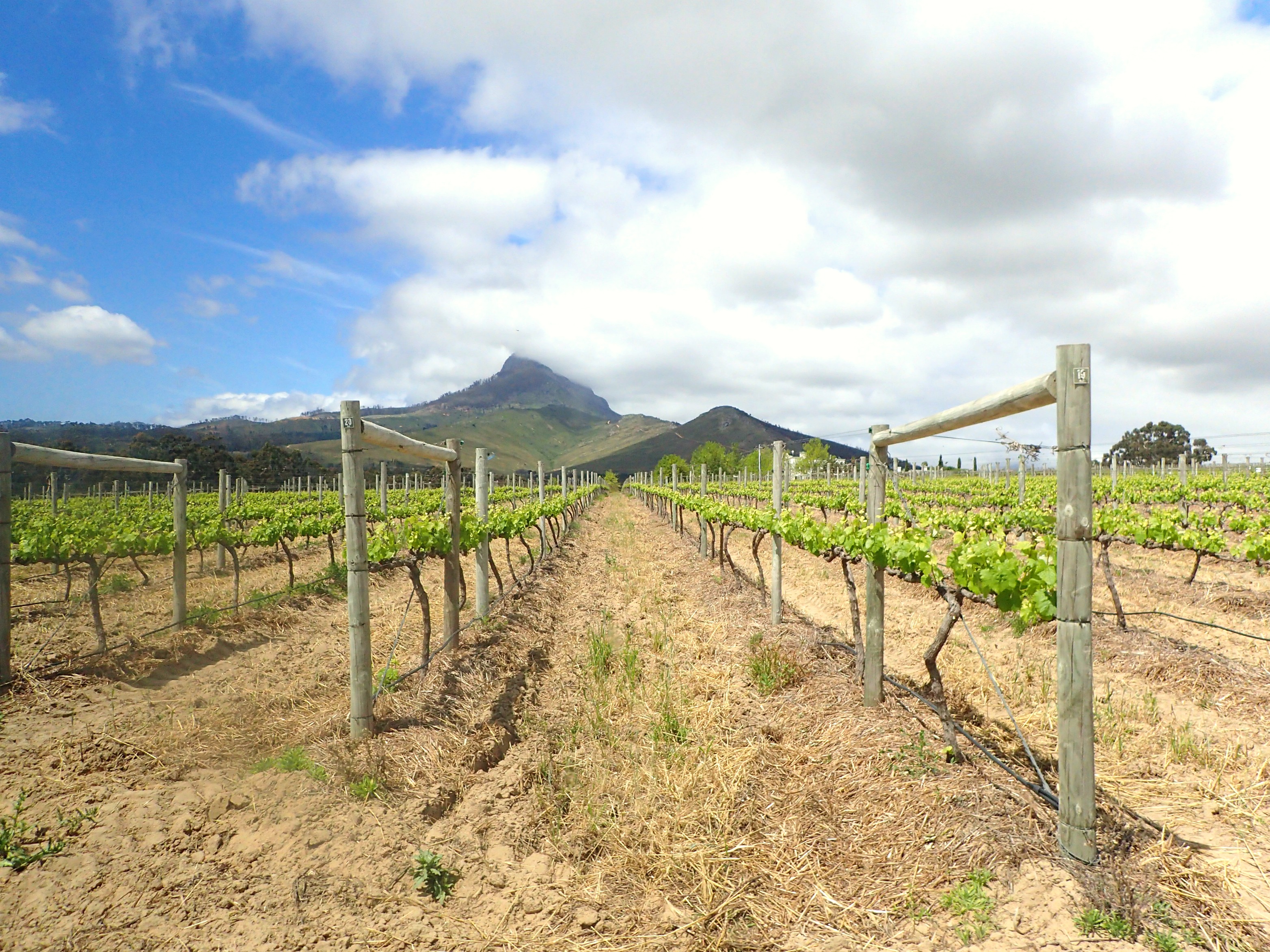 Wine Flies-Wine Tour-Part 1-Cape Town