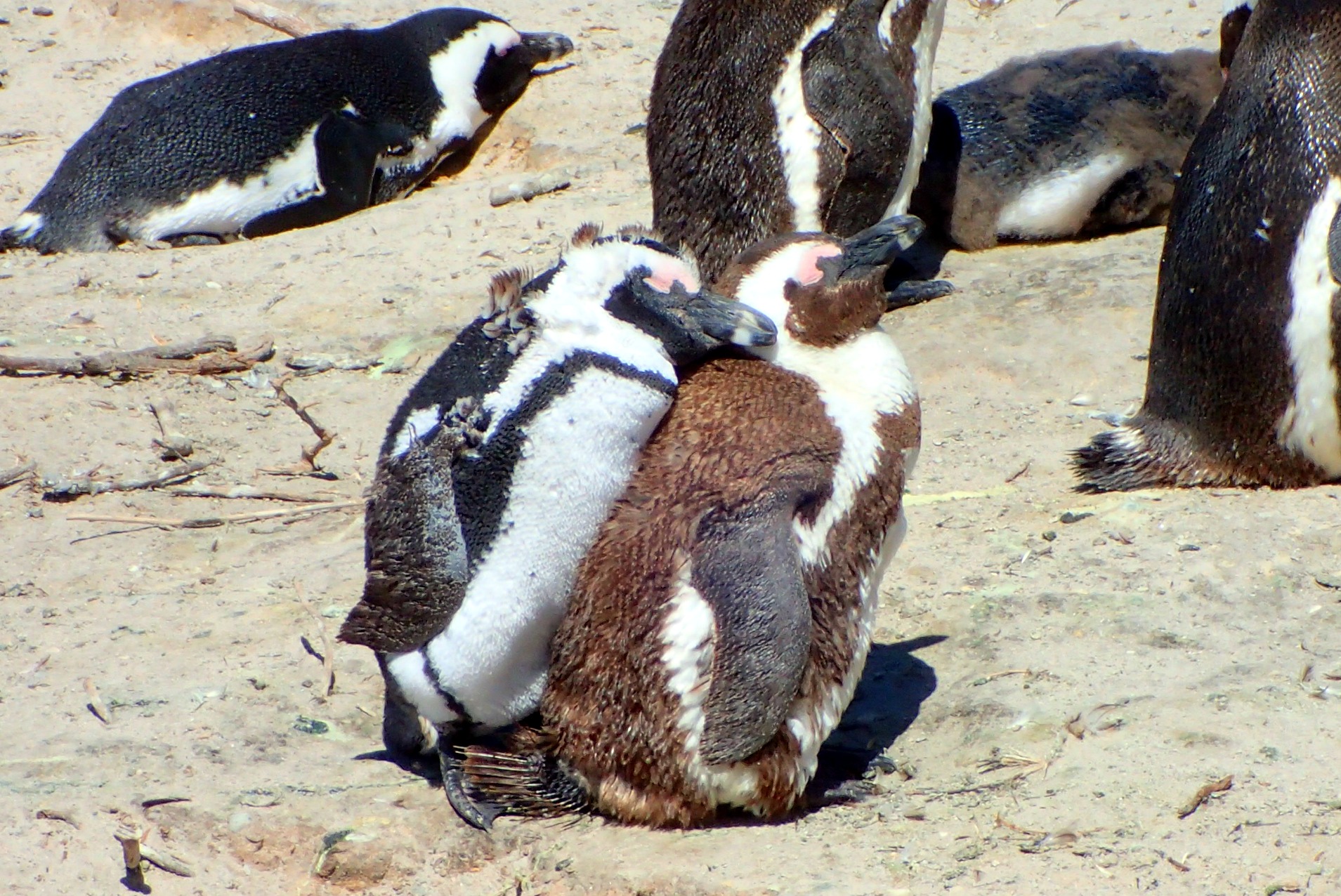 Penguin Fun-Visiting Boulders Beach-South Africa