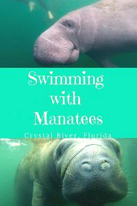 Swimming With Manatees - Crystal River, Florida - Obligatory Traveler