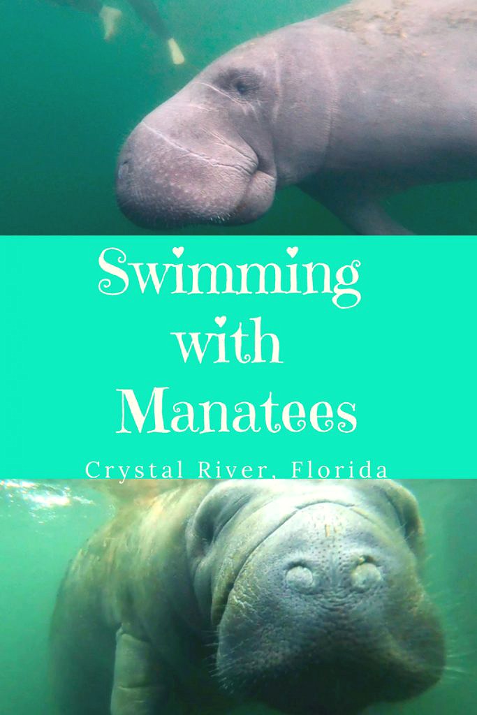 Swimming with Manatees-Crystal River, Florida-Obligatory Traveler