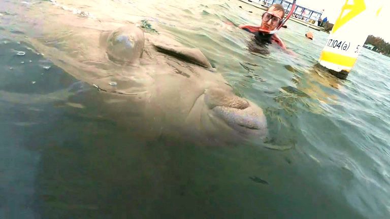 Swimming With Manatees - Crystal River, Florida - Obligatory Traveler