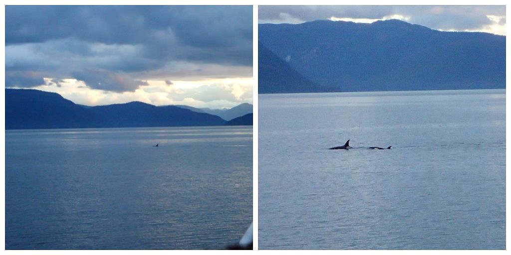 seal bay-alaska-uncruise-whales