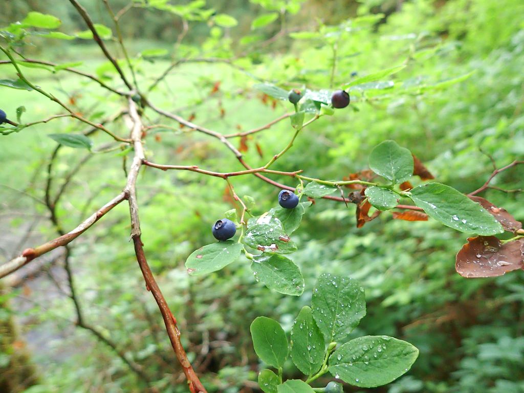 wild blueberries-alaska-bay of pillars-uncruise 