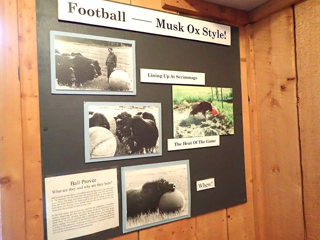 alaska-musk ox farm 