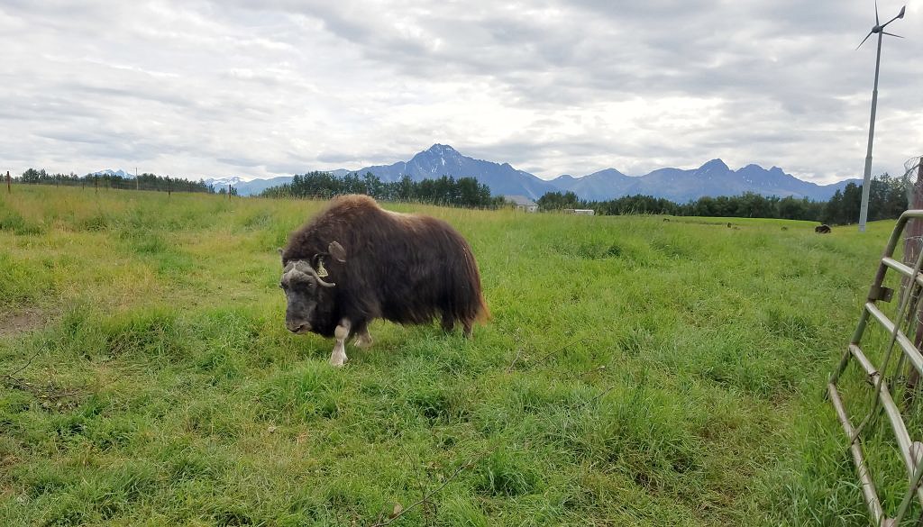 alaska-musk ox farm 