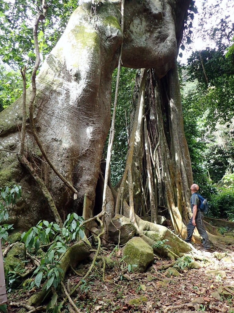 st eustatius-the quill-giant tree