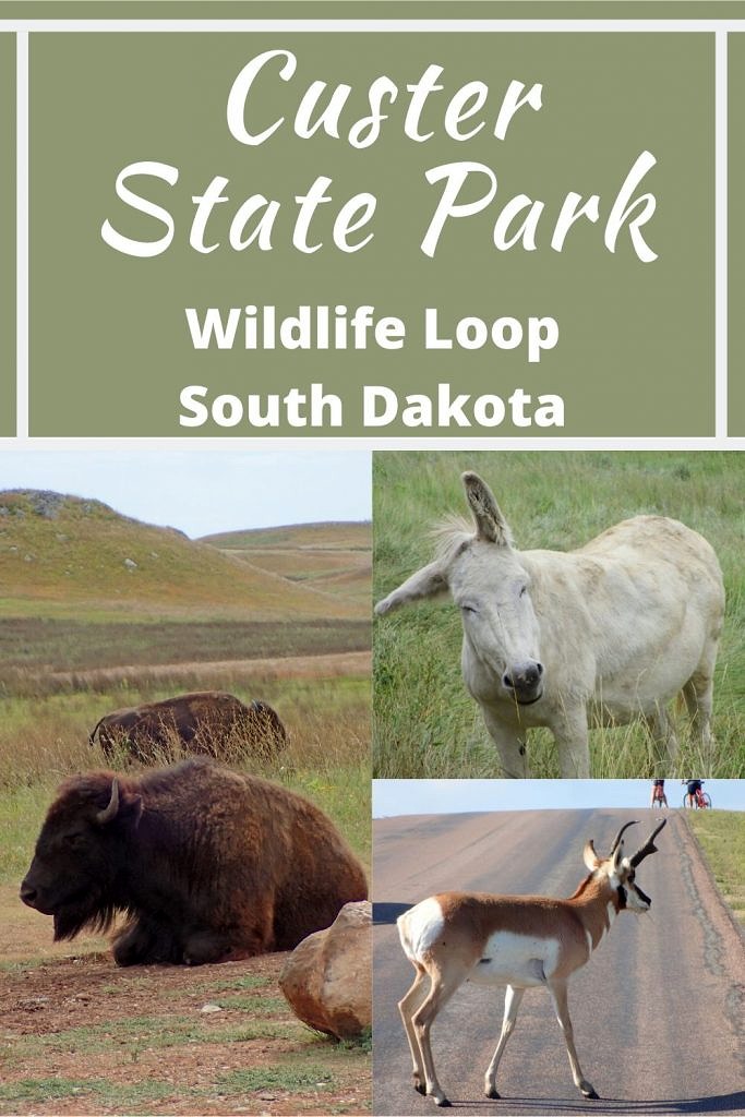 Custer State Park-Wildlife Loop-South Dakota-Obligatory Traveler
