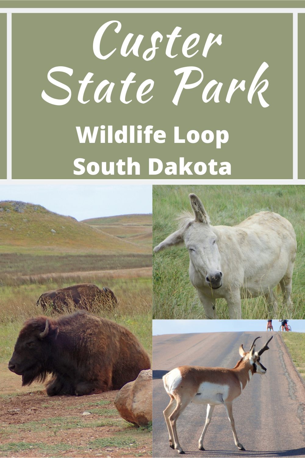 Custer State Park-Wildlife Loop-South Dakota - Obligatory Traveler