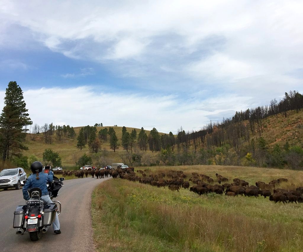 custer state park-bison jam 