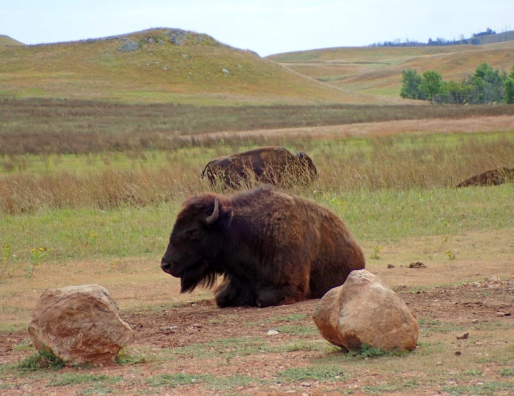 custer state park-bison 