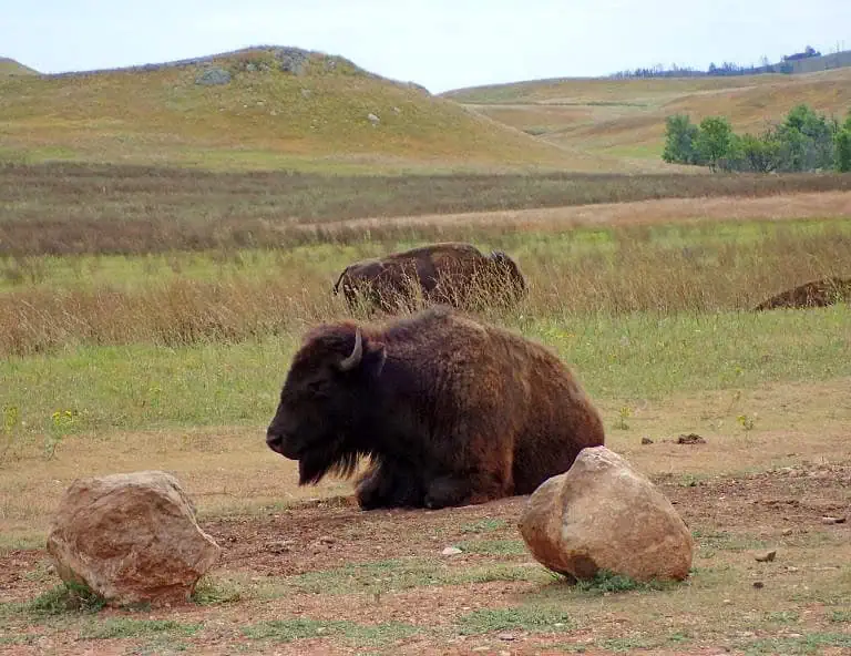 Custer State Park-Wildlife Loop-South Dakota - Obligatory Traveler