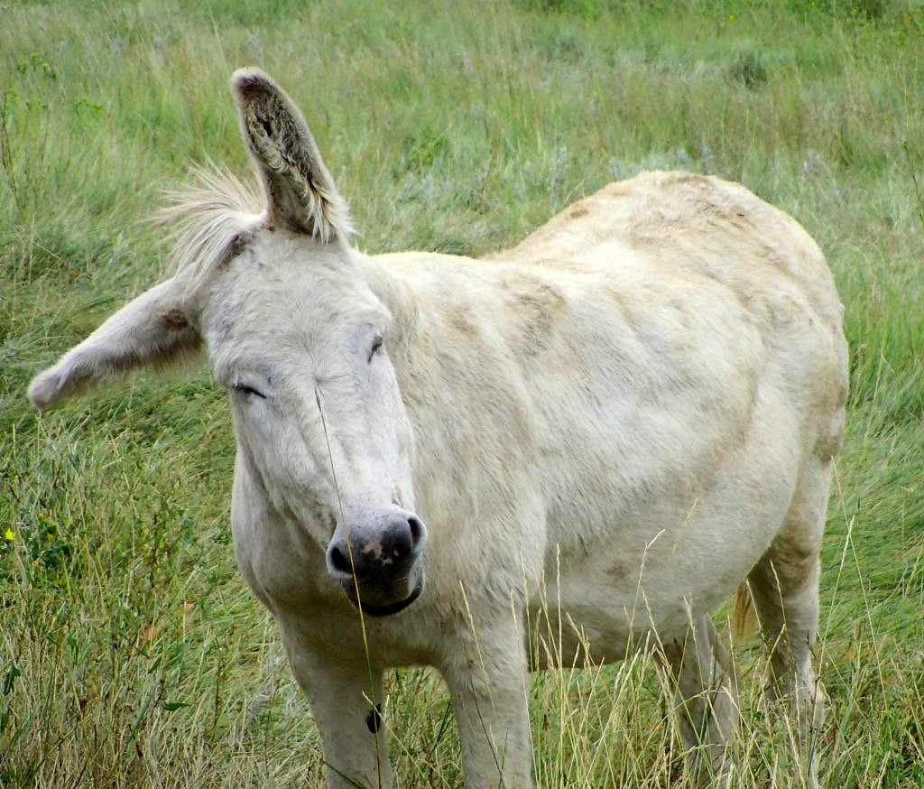 custer state park-begging burros