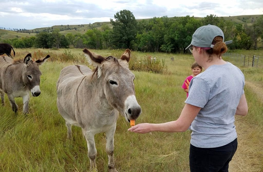 custer state park-feeding begging burros