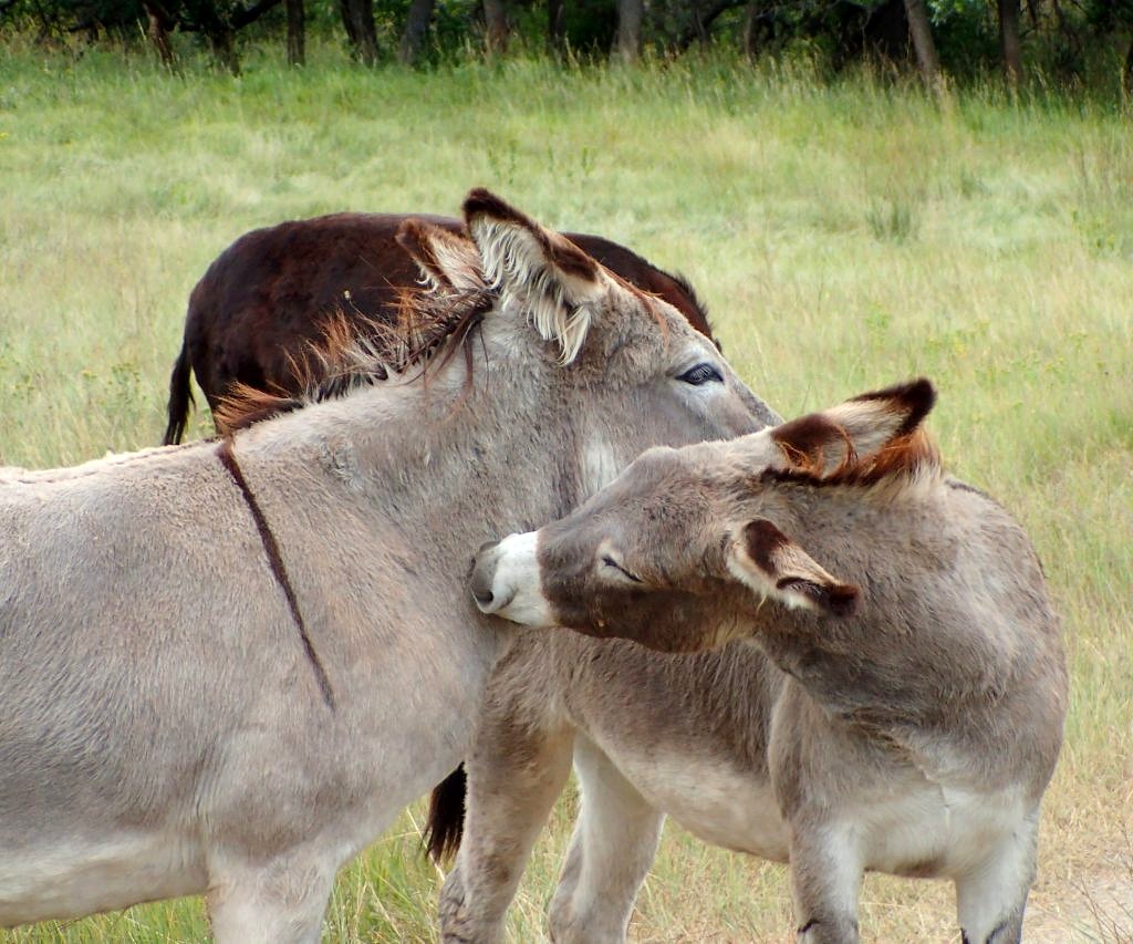 blackhills-custer state park-begging burros