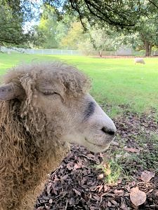 colonial williamsburg-sheep