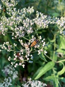 Williamsburg Botanical Garden-bug