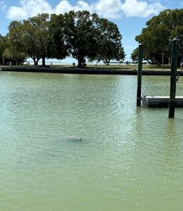 Everglades National Park-flamingo visitor center-manatee