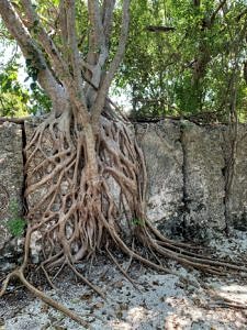 Florida Keys-State Park-Windley Keys State Park-cool tree