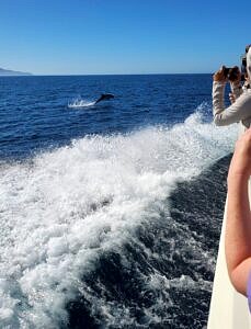 Channel Island National Park-boat-California-dolphin