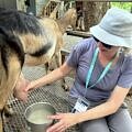 Frutos del Guacabo Farm Tour- milking goats - Obligatory Traveler