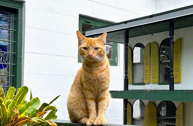 Visiting The Hemingway House-Key West