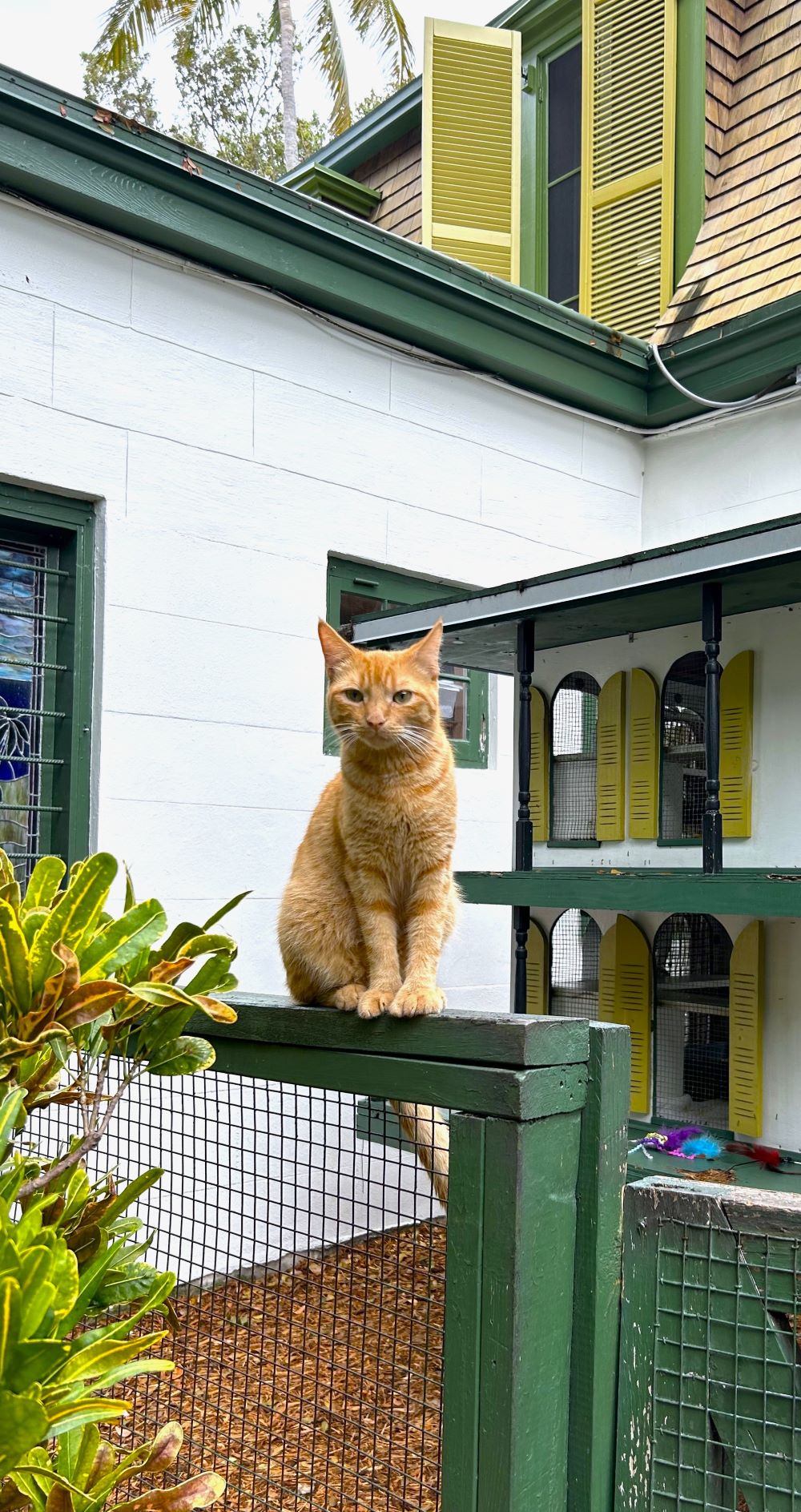 Visiting The Hemingway House-Key West