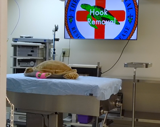 Visiting The Turtle Hospital-Marathon-Florida