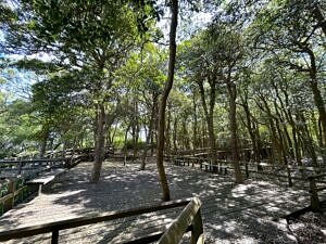 Fire Island National Seashore-Sunken Forest-nature
